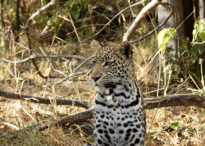 leopard Botswana - what not to wear on safari