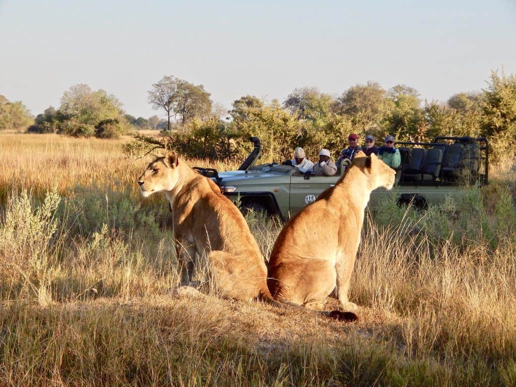 lions and vehicle Botswanaa