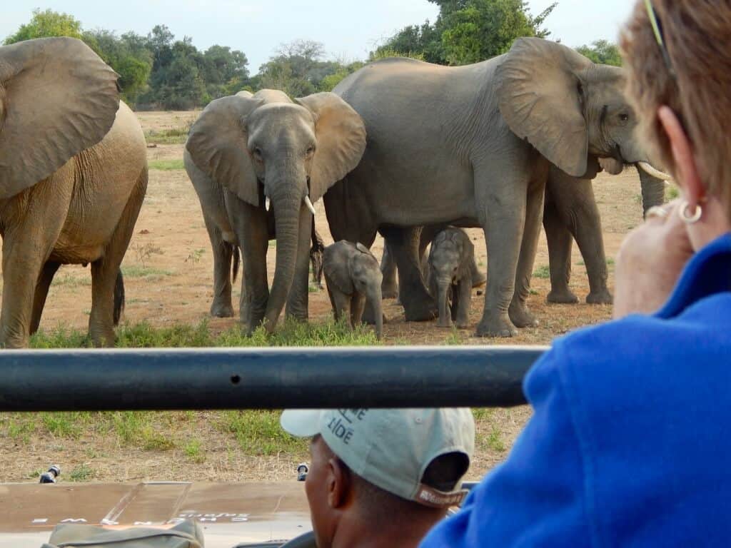 Zambia elephants