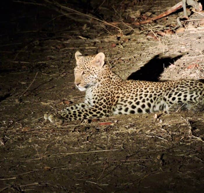 leopard cub south luangwa zambia