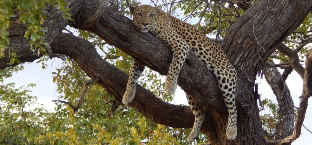 leopard in tree