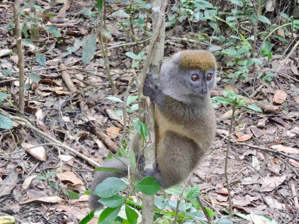 Madagascar bamboo lemur