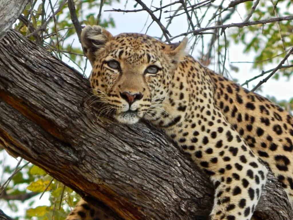 leopard Kenya