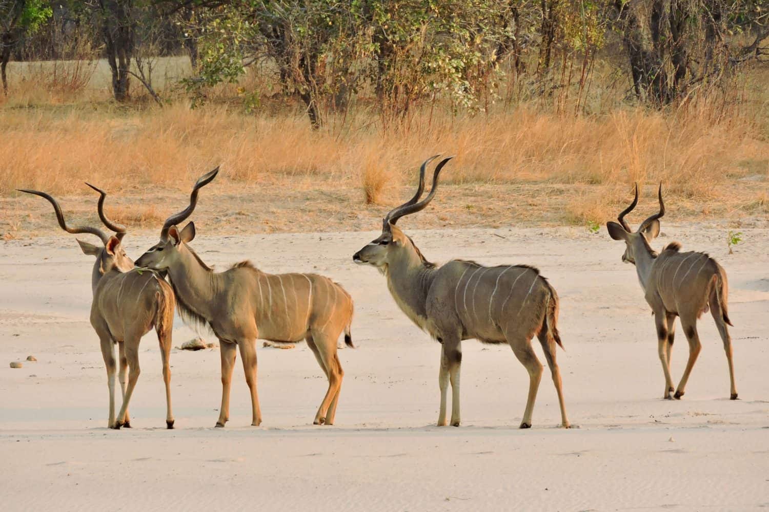 kudu in dry riverbed south luangwa zambia