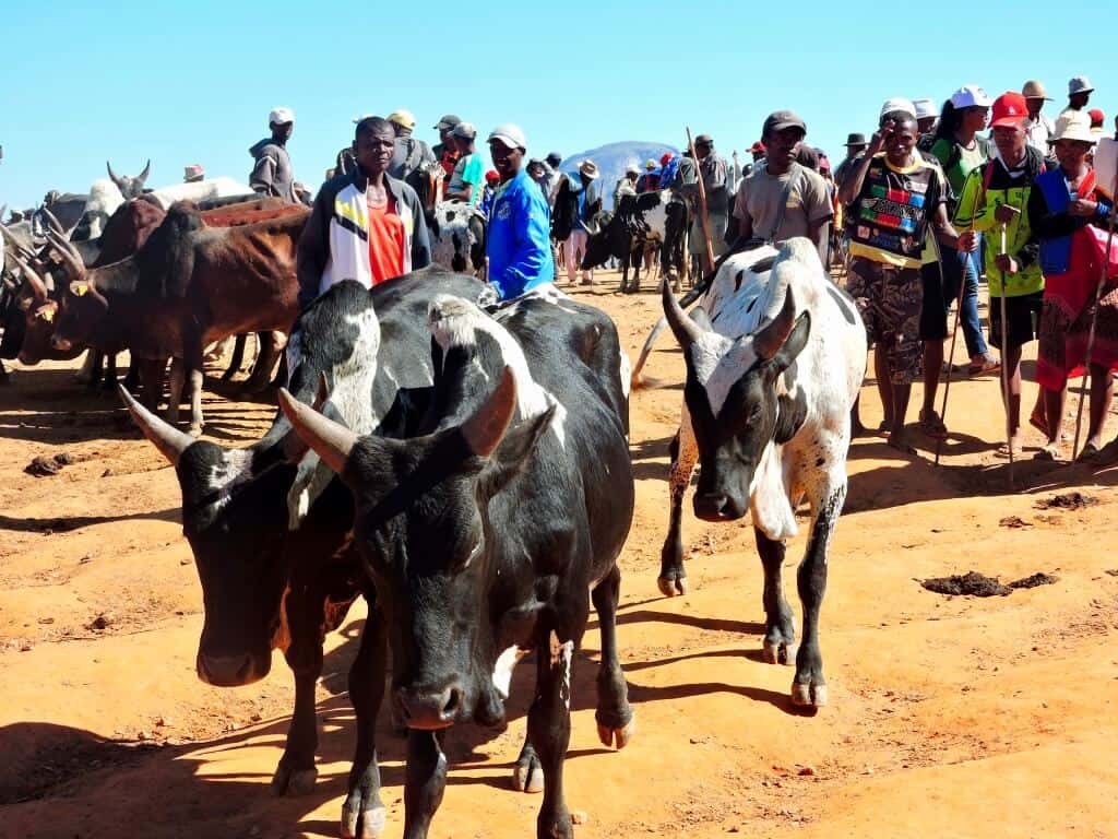 Madagascar cattle market