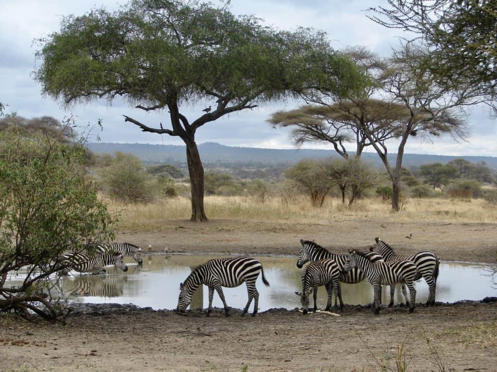 Tanzania - what not to wear on safari