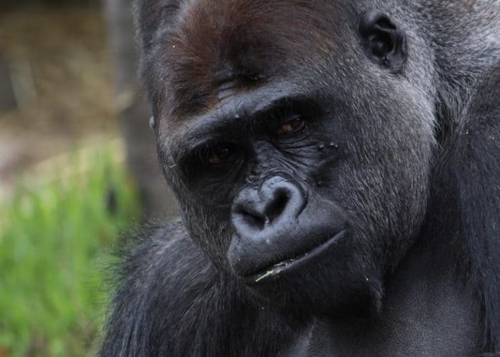 Gorilla permit increase