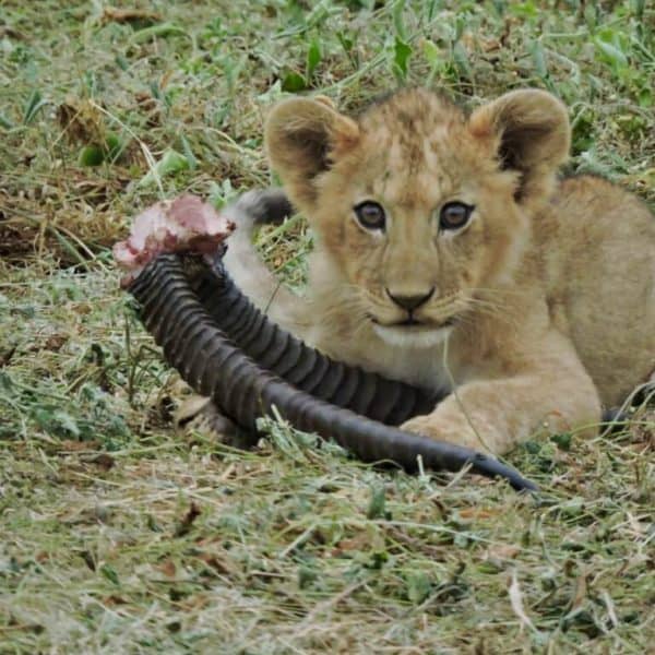 lion cub Amboseli Kenya