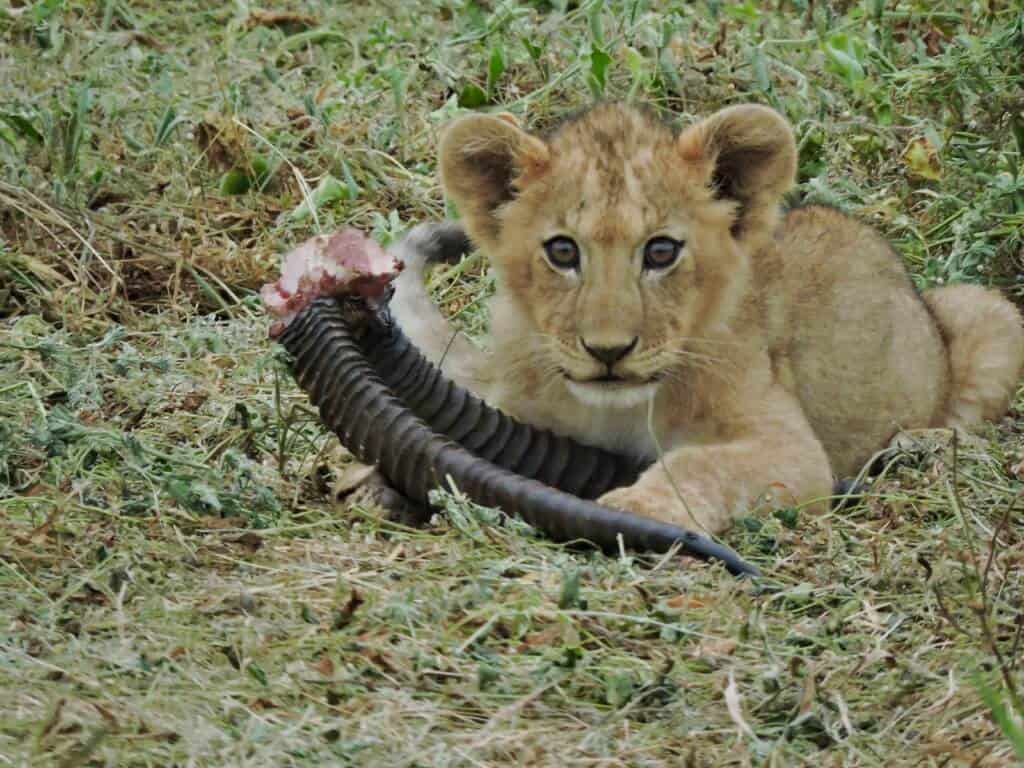lion cub Amboseli Kenya