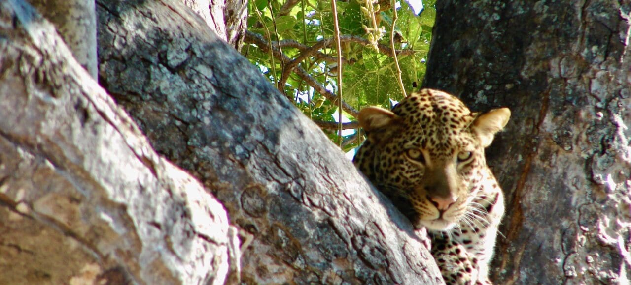 leopard ruaha tanzania