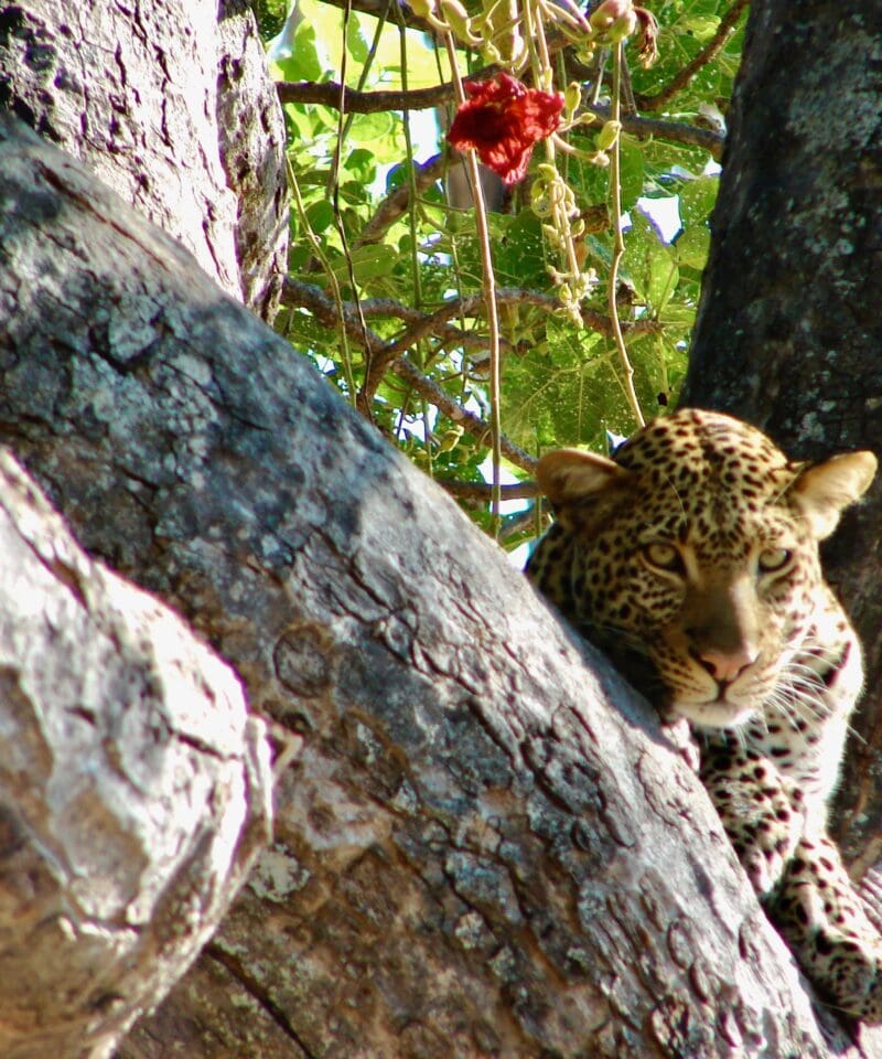 leopard ruaha tanzania
