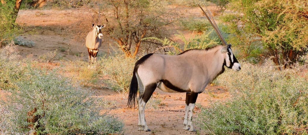 oryx namibia