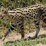 African serval