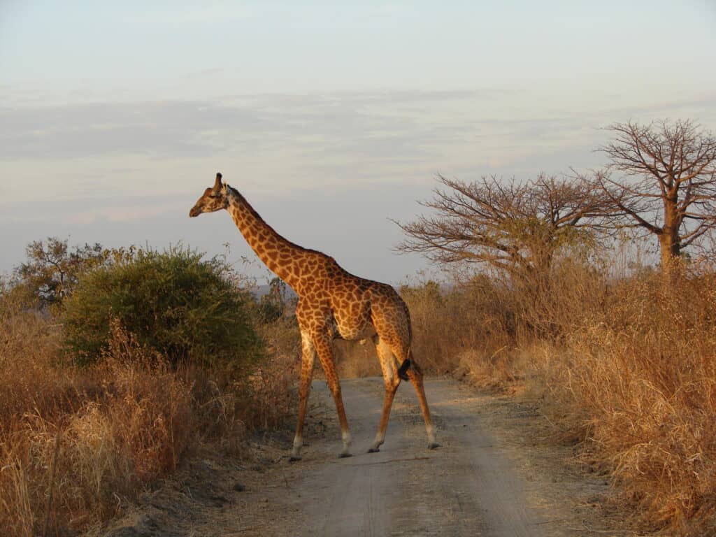 giraffe in Ruaha National Park, Tanzania