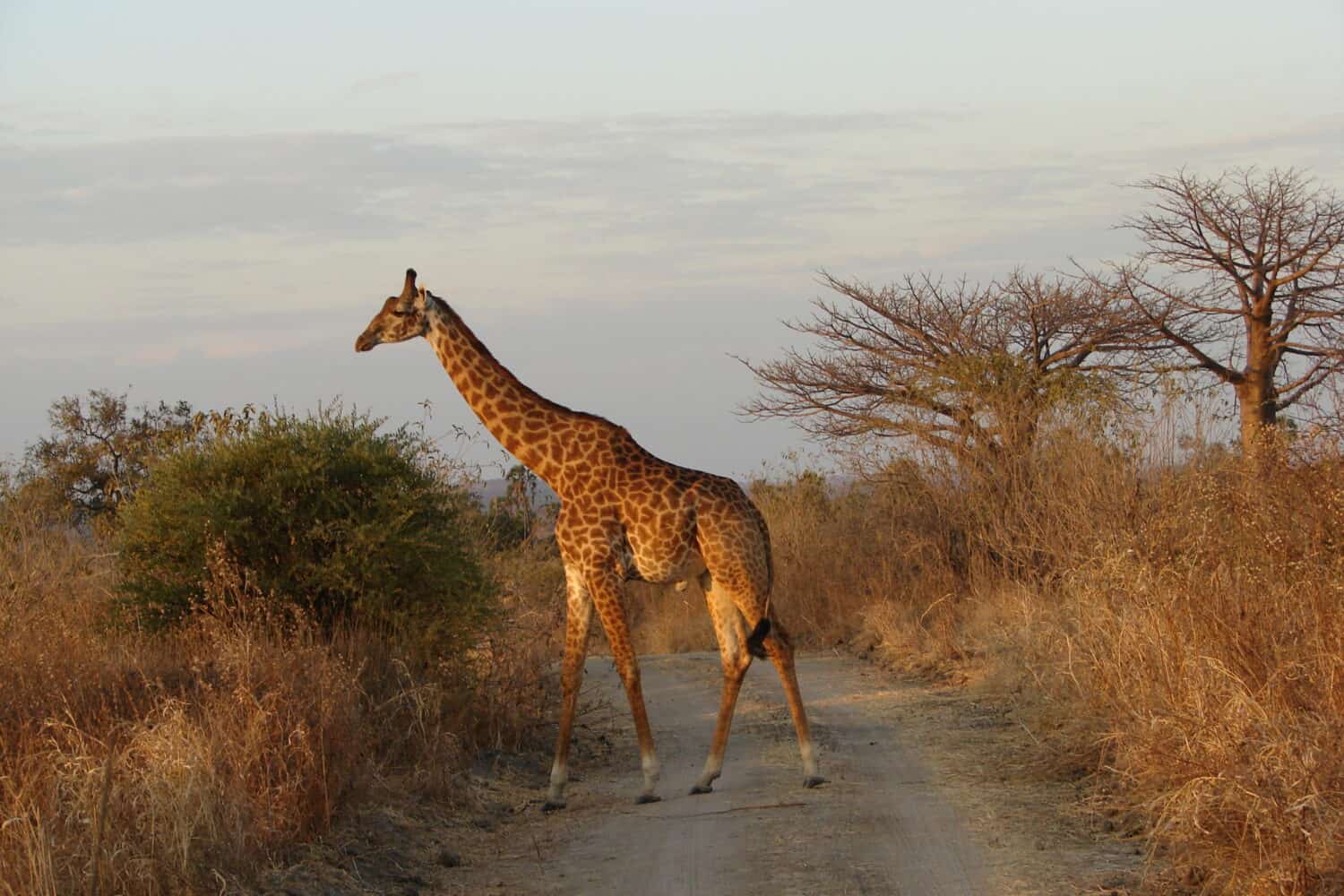giraffe in Ruaha National Park, Tanzania