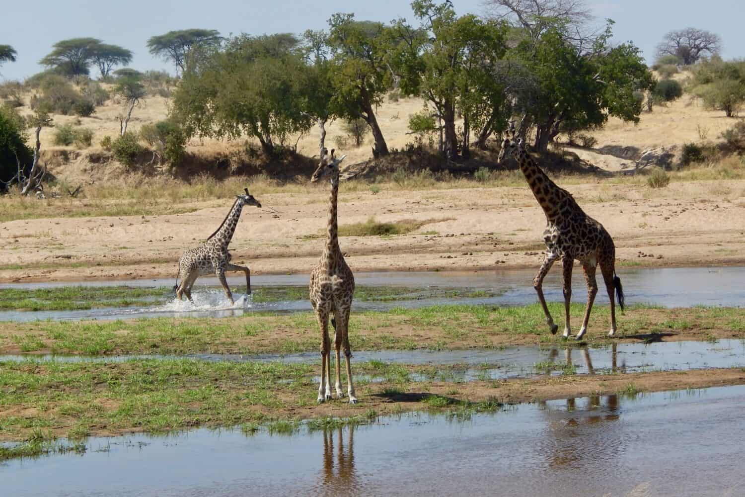 giraffe Great Ruaha River