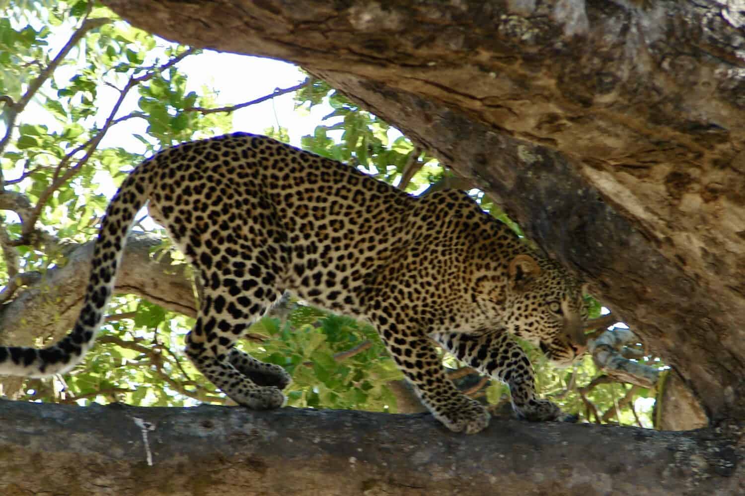 leopard in Ruaha, Southern Tanzania