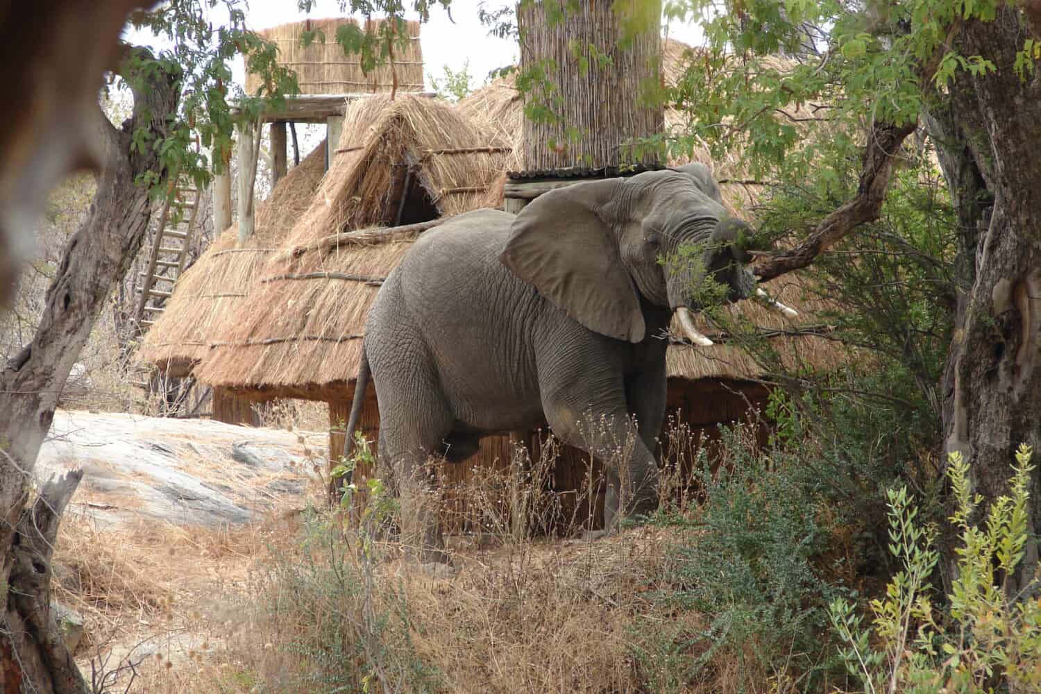 Mwagusi safari camp, Tanzania