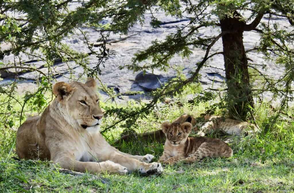 Lion and cubs Kenya post-Covid travel