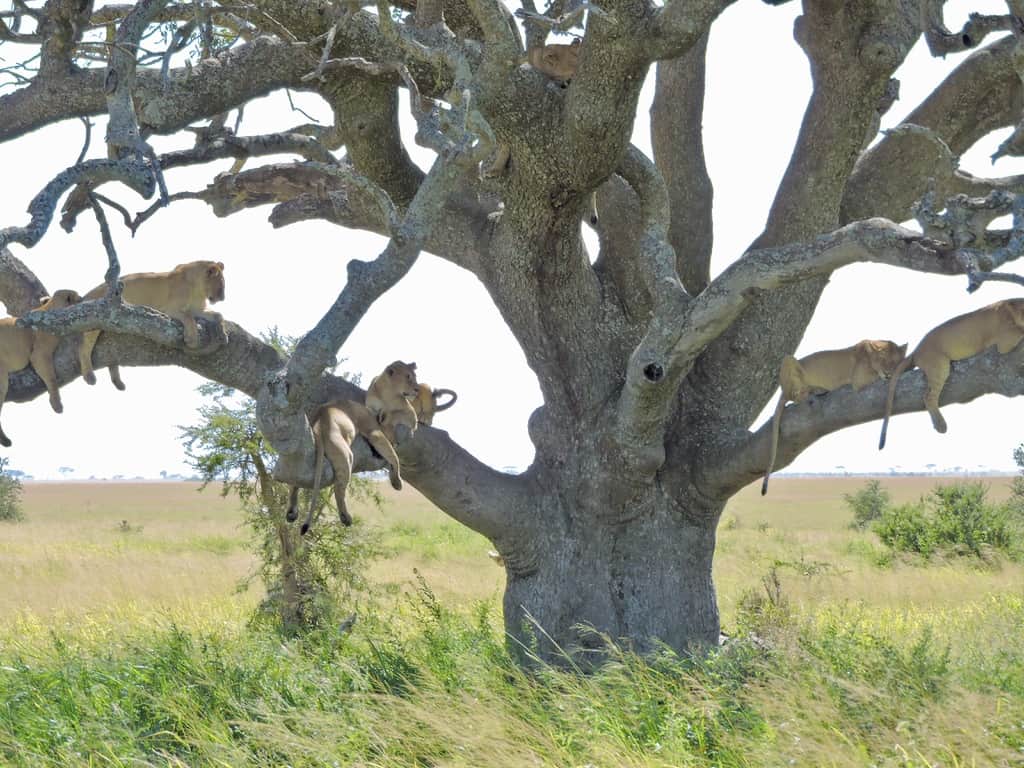 Lions in a tree in Tanzania