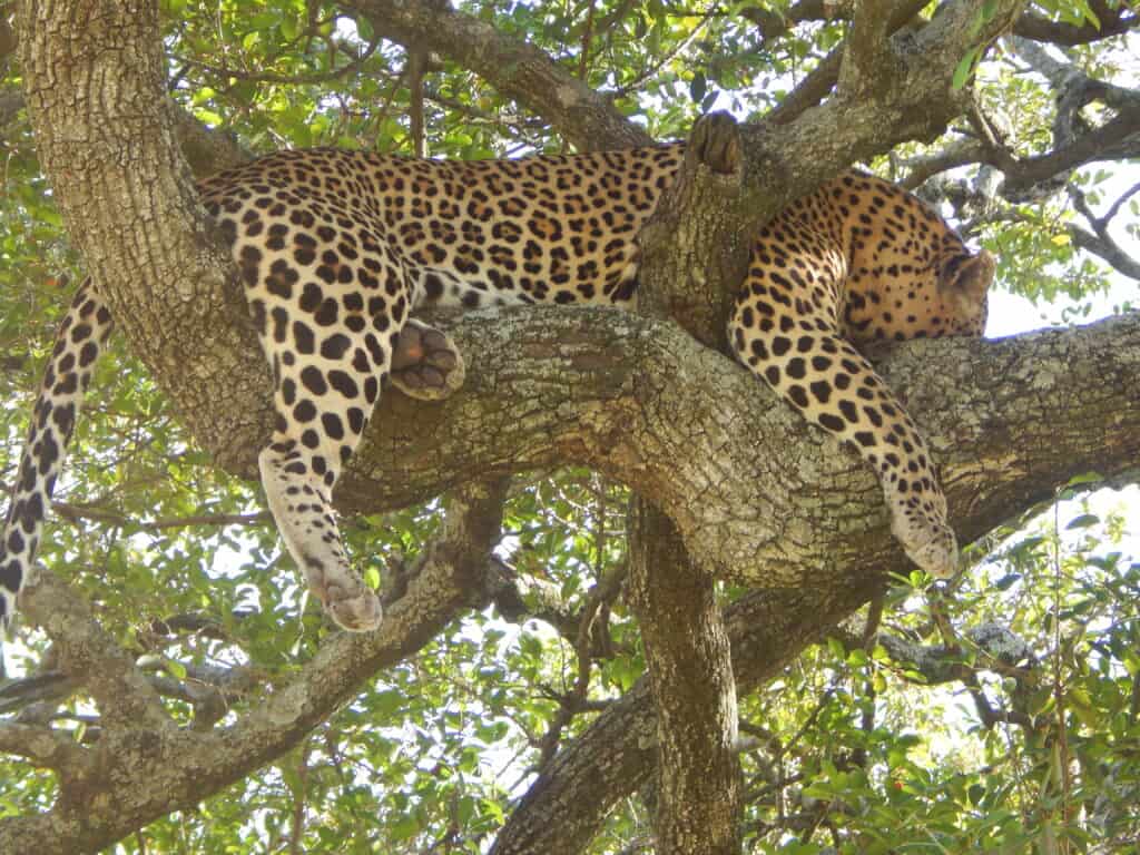 leopard in tree