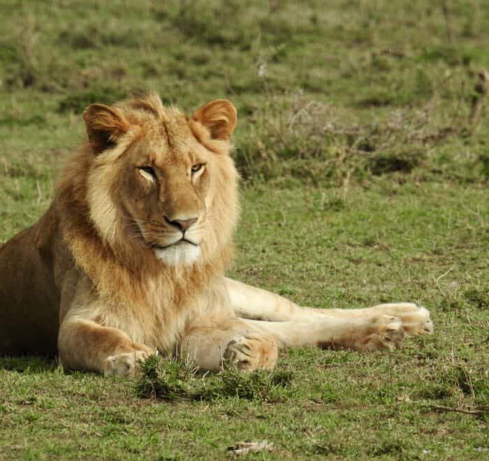lion Kenya