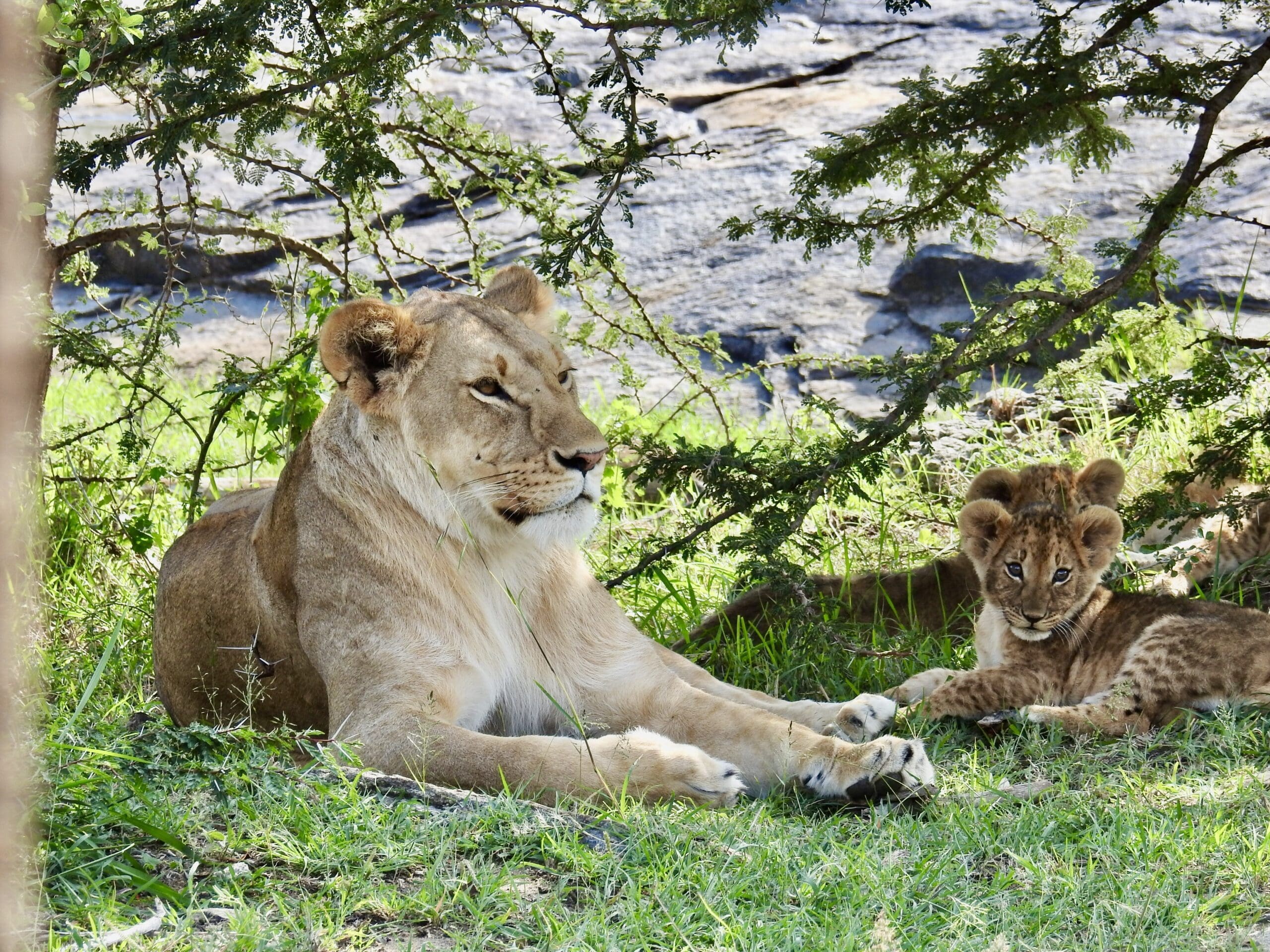 Lion & cubs Kenya