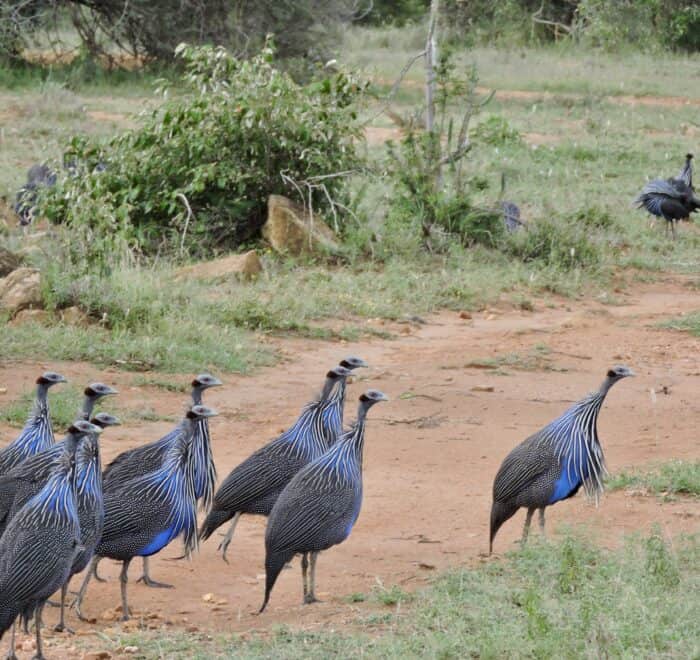 Vulturine guinea fowl northern Kenya