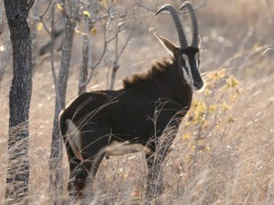 roan antelope malawi