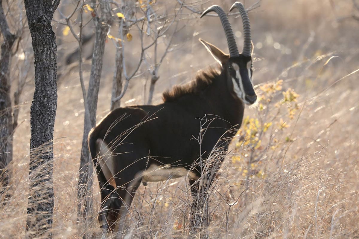 roan antelope malawi