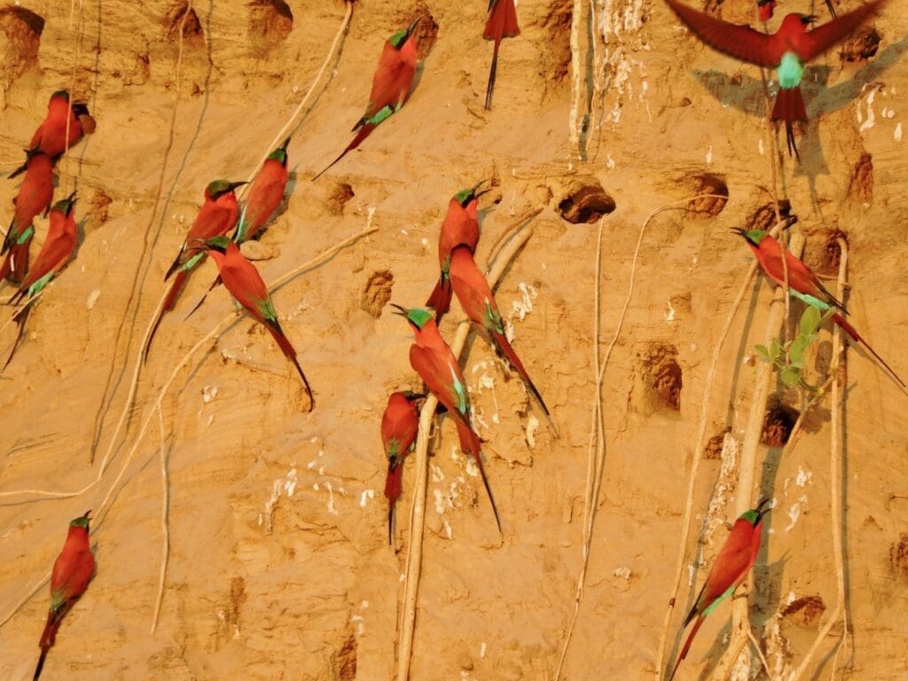 carmine bee-eaters zambia