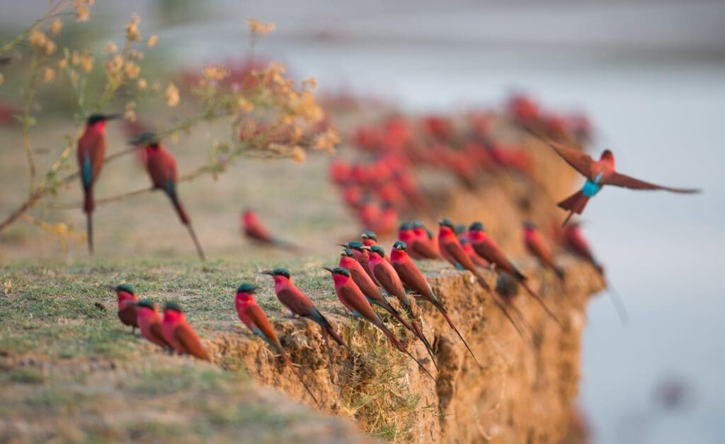 carmine bee-eaters on cliff zambia