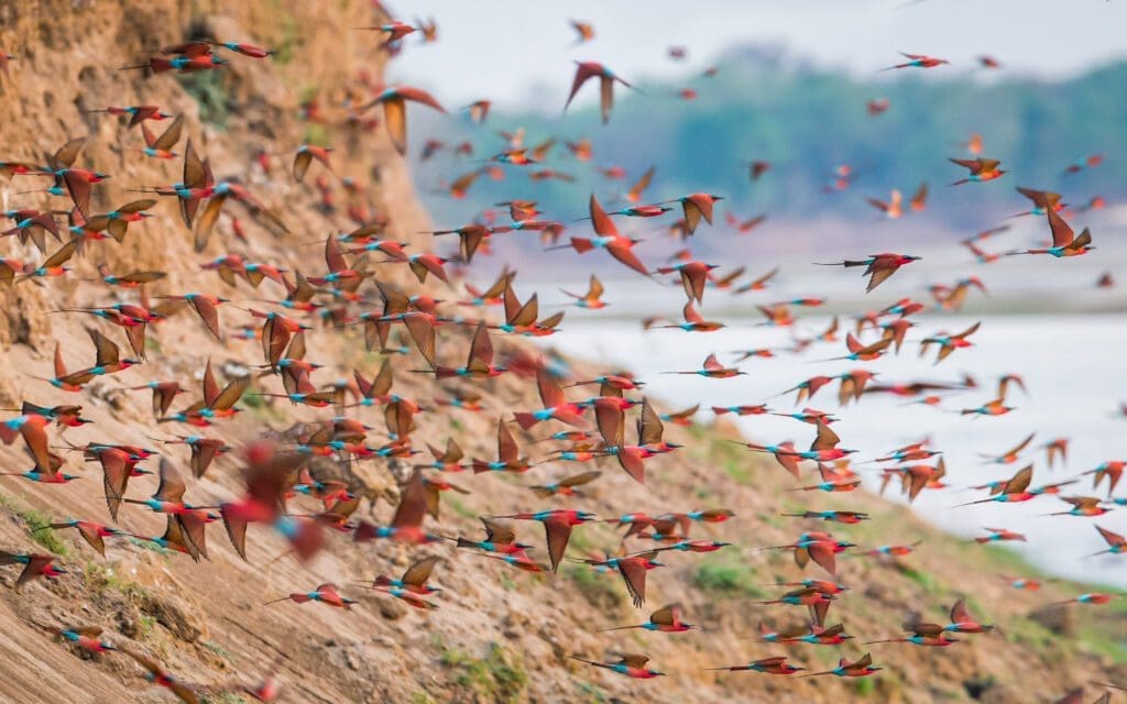 carmine bee-eaters zambia TT
