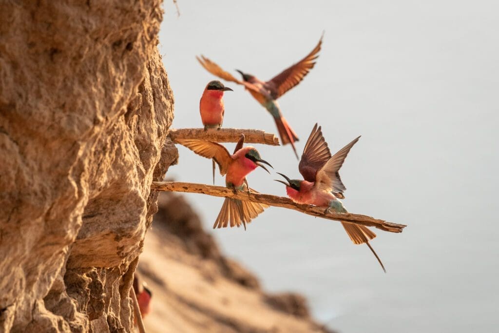 south luangwa TT