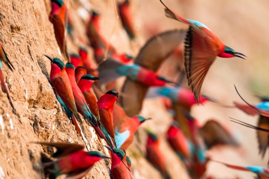 carmine bee-eaters zambia