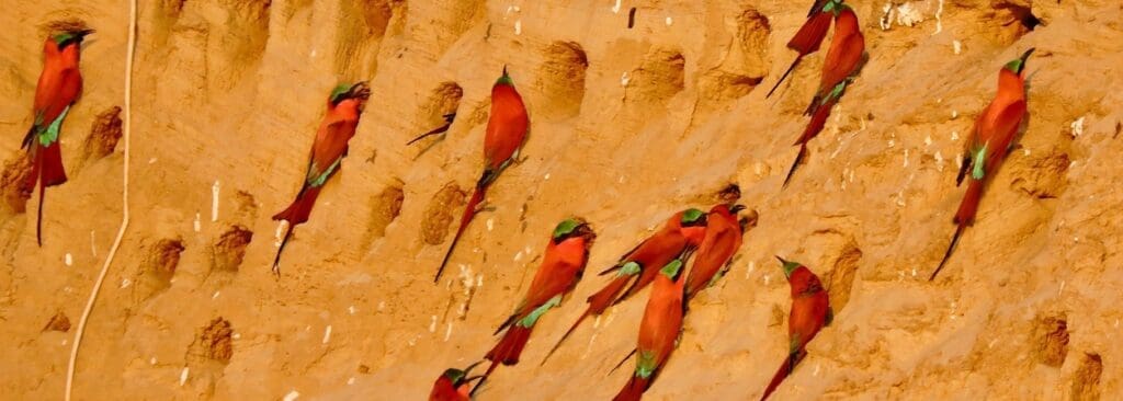 carmine bee-eaters zambia