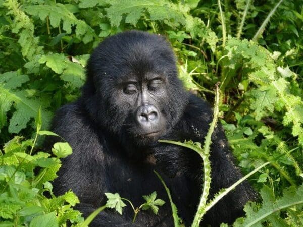 gorilla trekking uganda