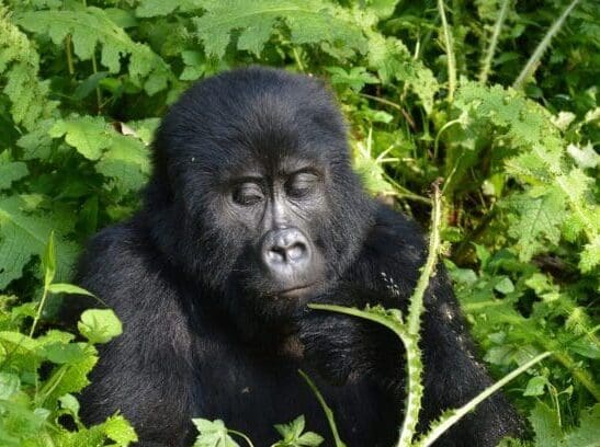 gorilla trekking uganda