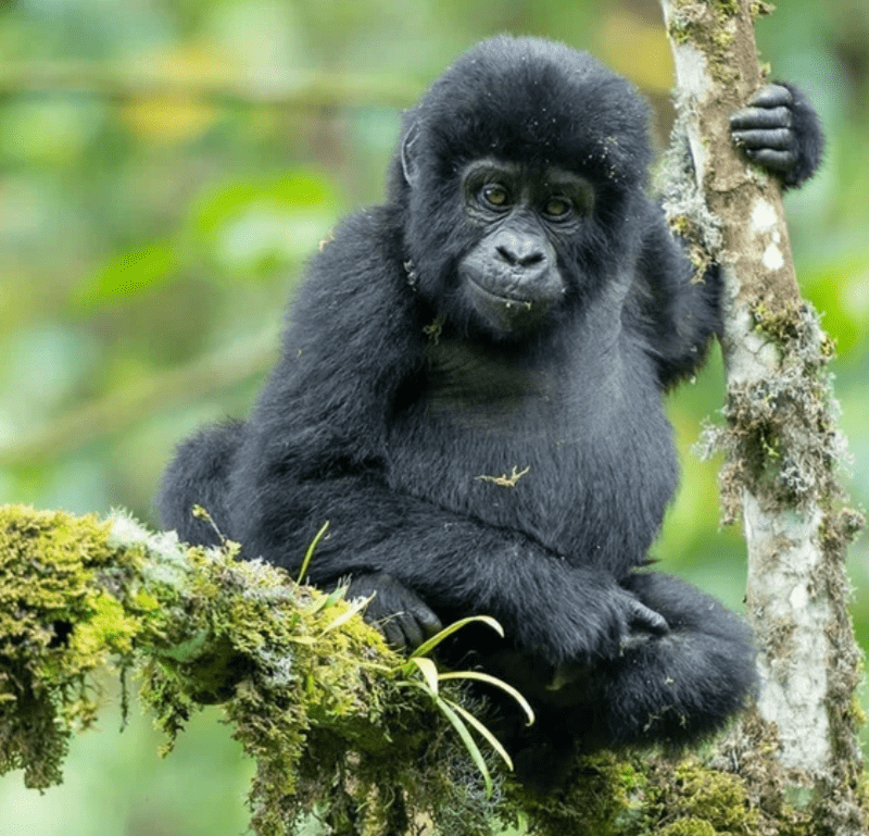 uganda gorilla