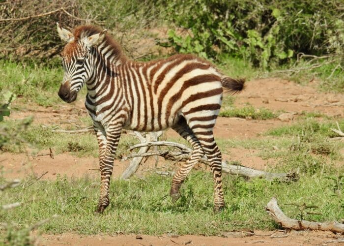 baby zebra serengeti