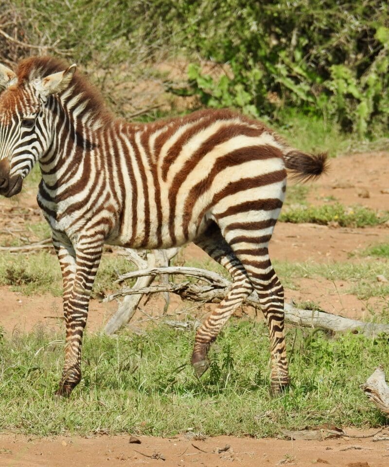baby zebra serengeti