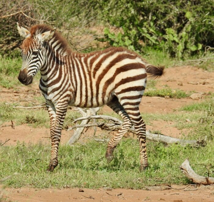 baby zebra serengeti green season