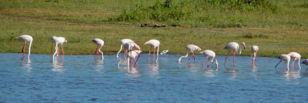 flamingos serengeti