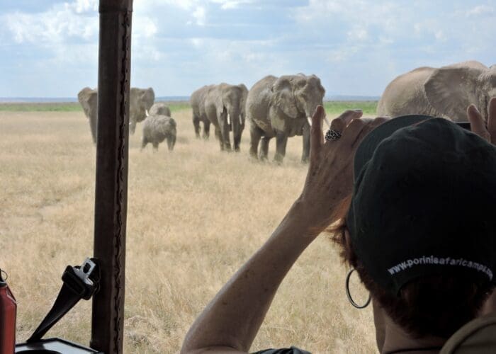 elephants approaching vehicle Kenya