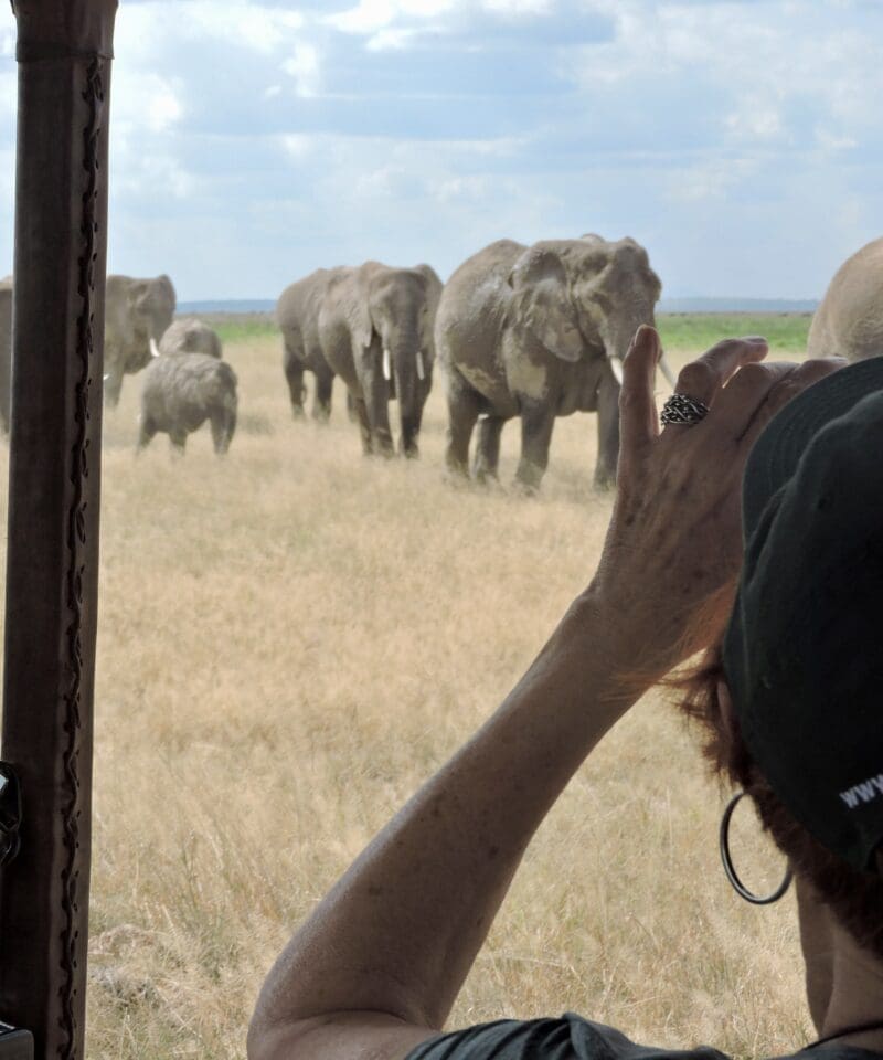 elephants approaching vehicle Kenya